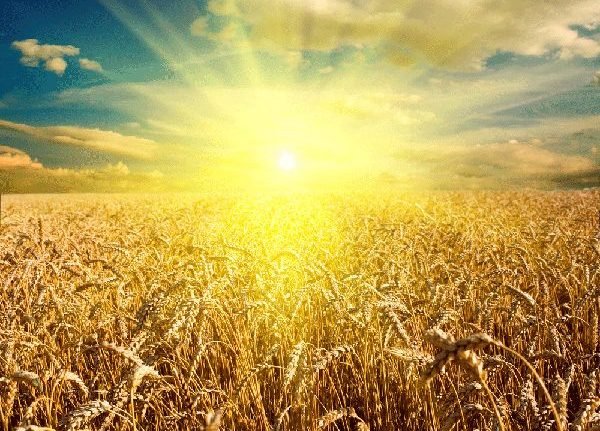 Season of net bursting miracles